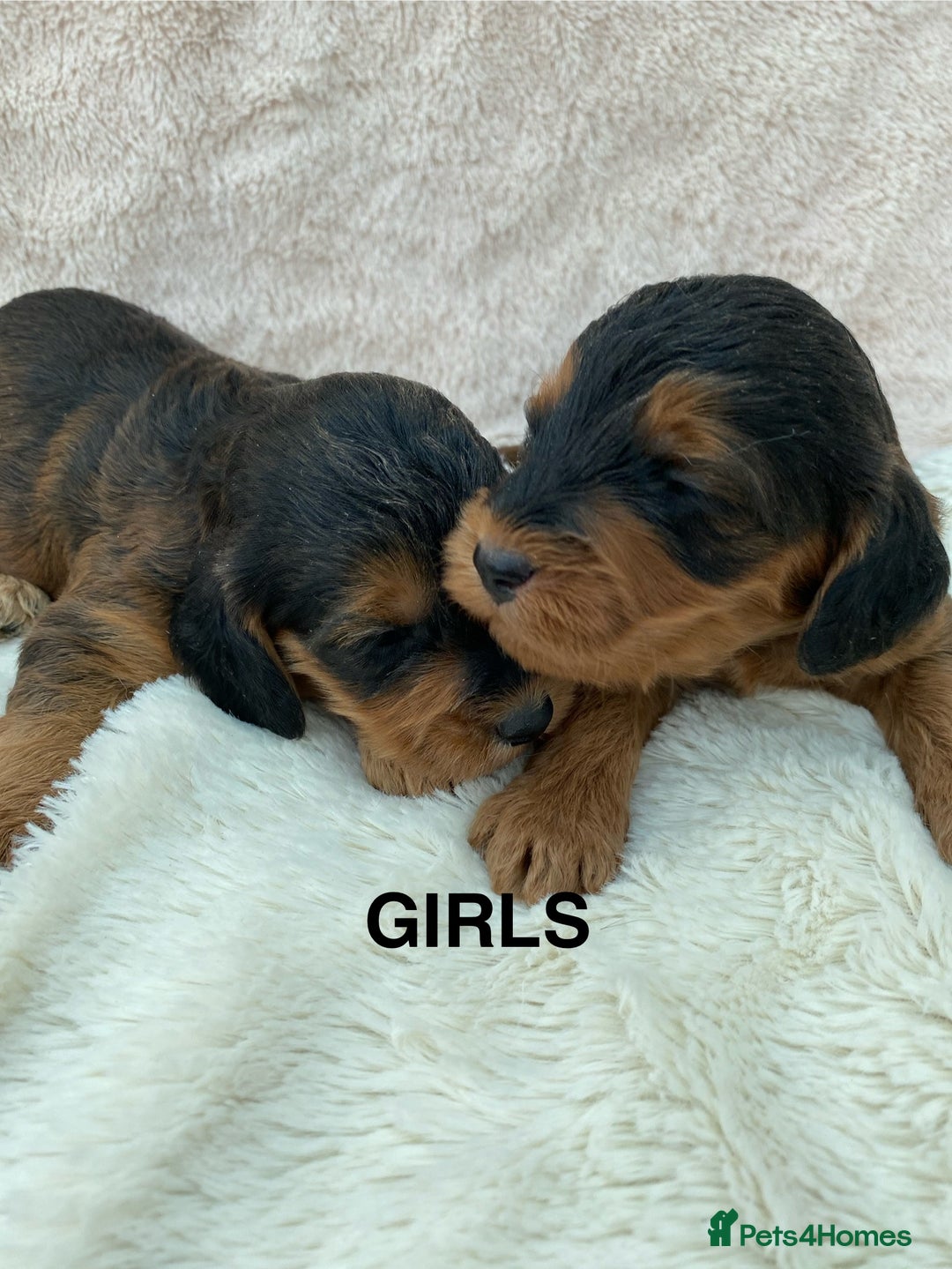 Cockapoo dogs for sale: F1 Cockapoo Puppies  - Image 10
