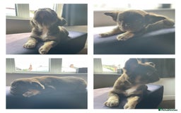 French Bulldog dogs for sale: Frenchie Puppies  in Nottingham - Image 14