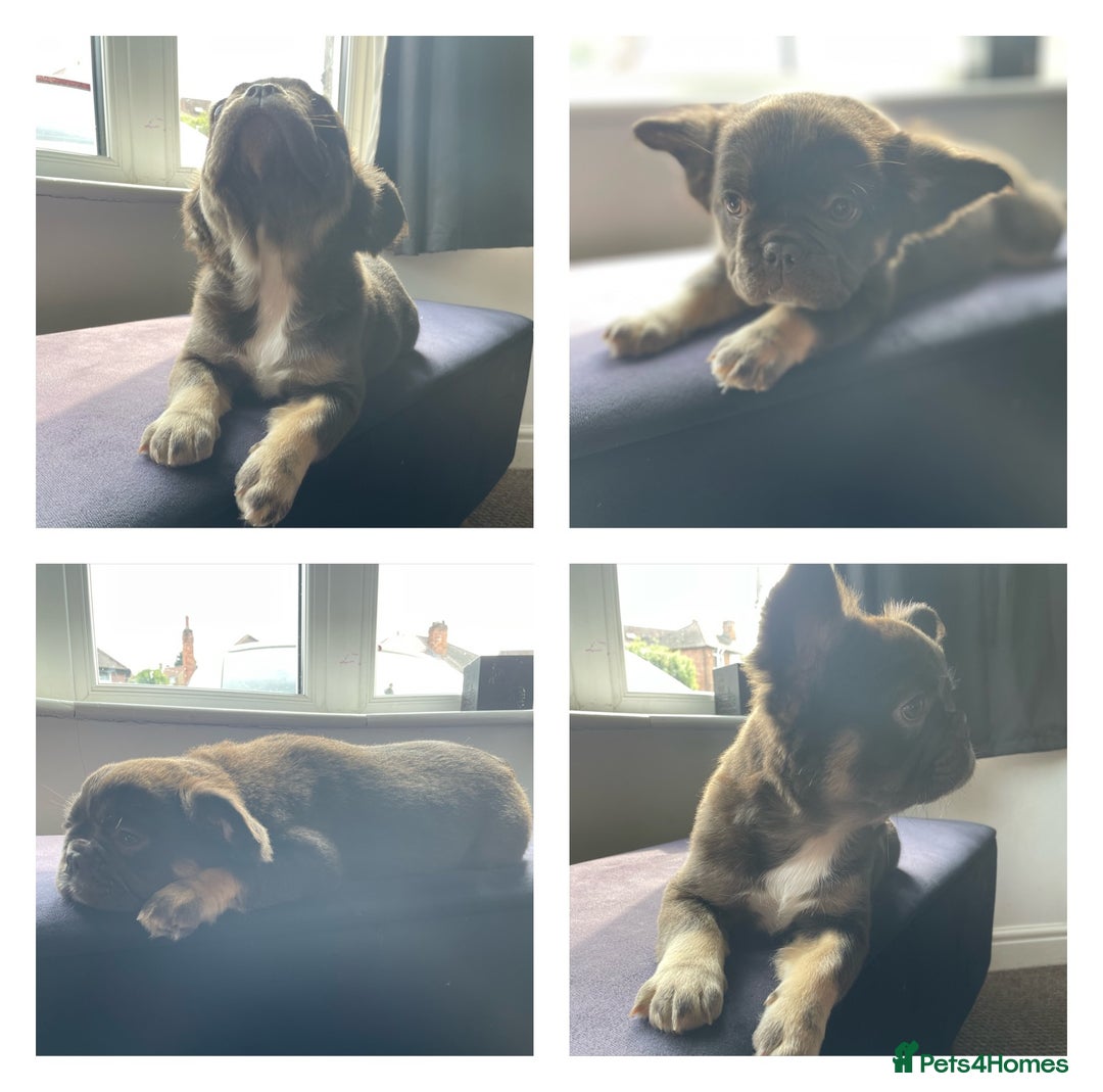 French Bulldog dogs for sale: Frenchie Puppies  in Nottingham - Image 14