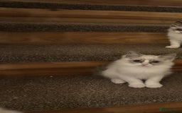 Ragdoll cats for sale: GCCF ragdoll kittens  - Image 19