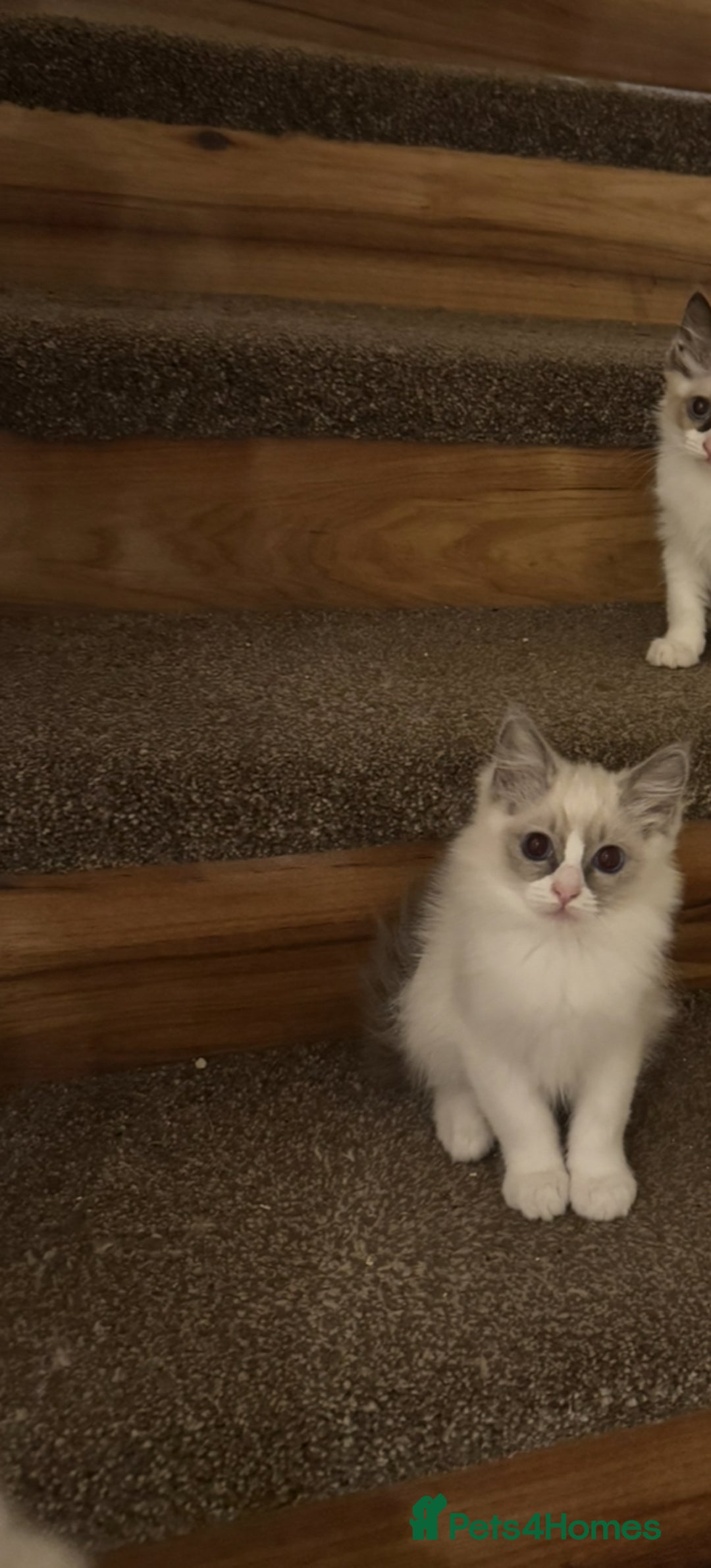 Ragdoll cats for sale: GCCF ragdoll kittens  - Image 19