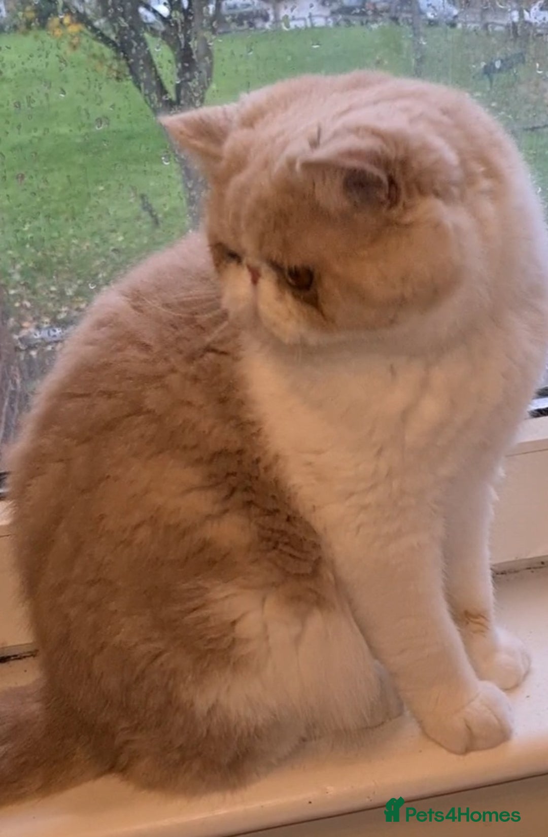 Exotic cats for stud: CREAM TABBY AND WHITE EXOTIC STUD in Barnsley - Advert 19