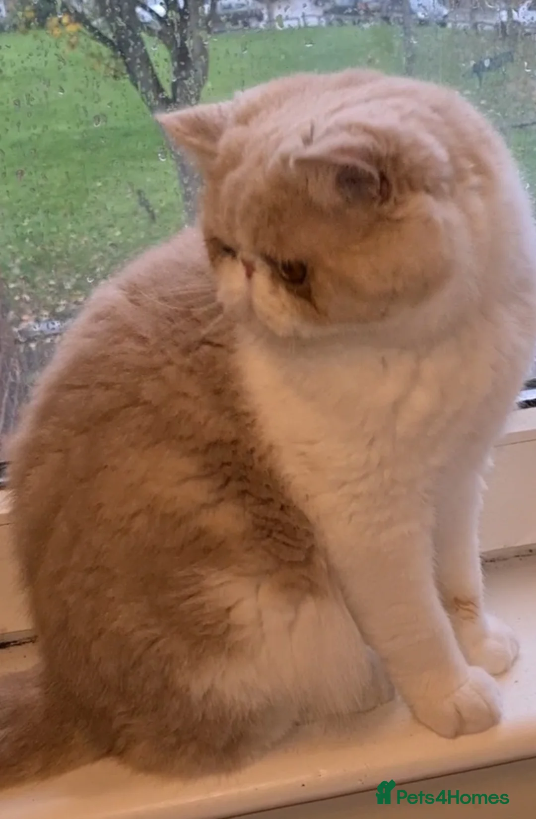 Exotic cats for stud: CREAM TABBY AND WHITE EXOTIC STUD in Barnsley - Advert 19