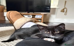 Mixed Breed cats for sale: 1 male mixed breed kitten - Image 7