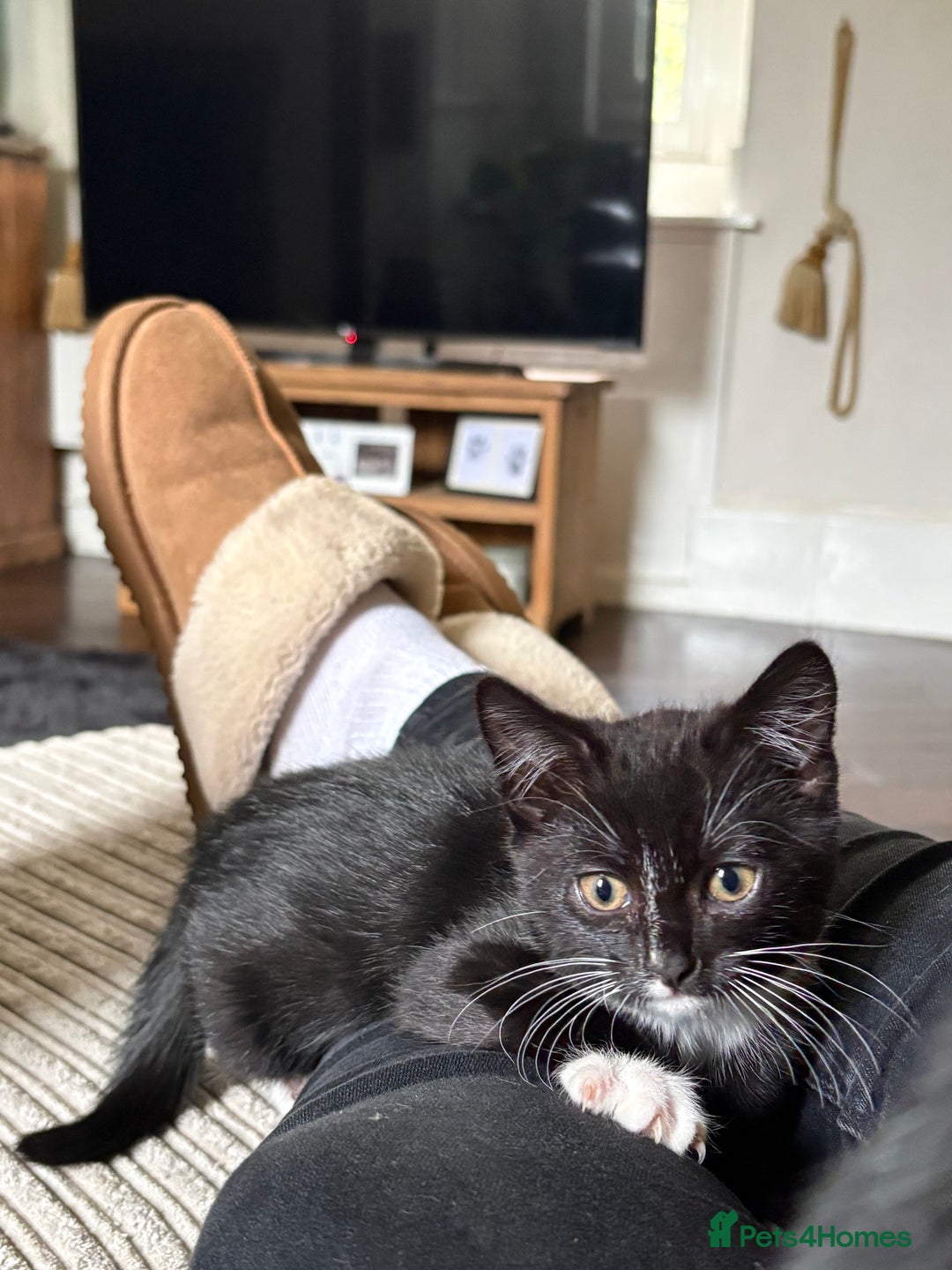 Mixed Breed cats for sale: 1 male mixed breed kitten - Image 7