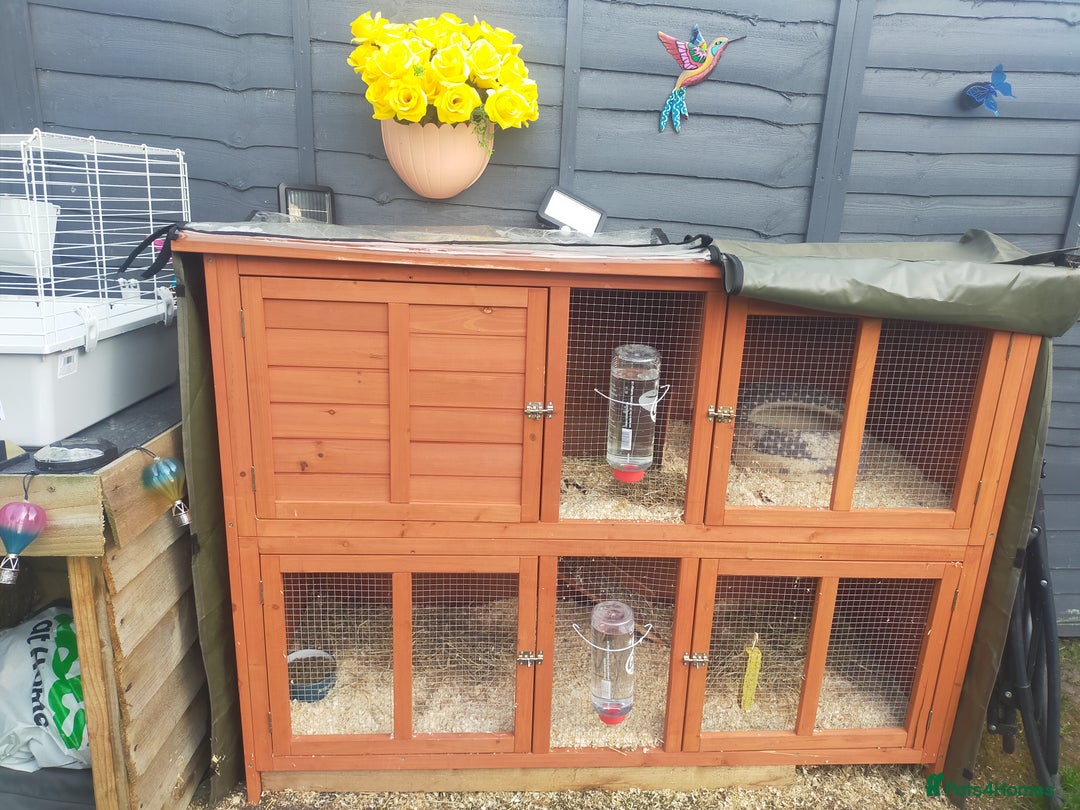 Guinea Pig rodents for sale: Pair of Guinea Pigs - Image 4