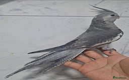 Cockatiels birds for sale: Silly hand tamed cockatiels for sale  - Image 2