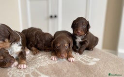 Bordoodle dogs for sale: OUTSTANDING *TRI COLOUR* MINIATURE BORDOODLES - Image 9