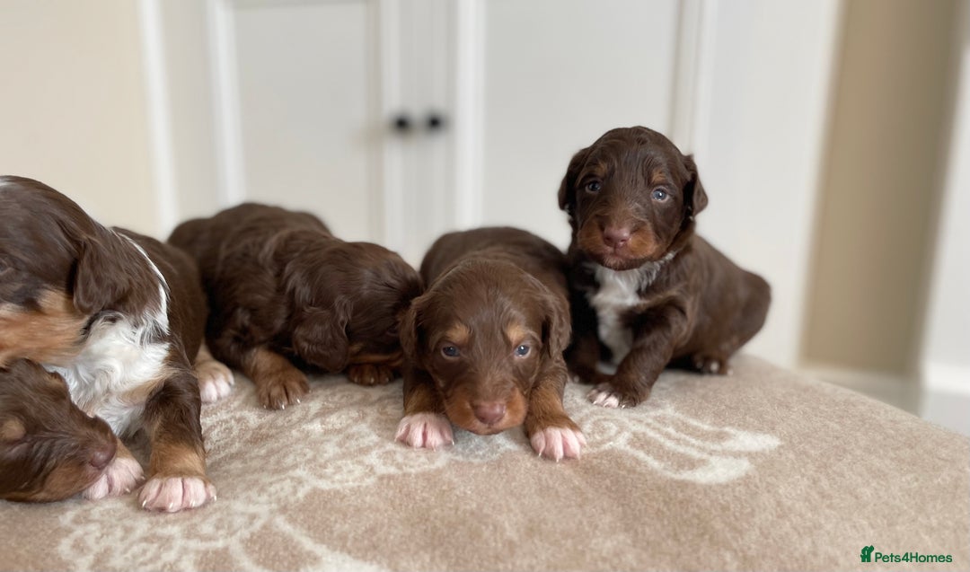 Bordoodle dogs for sale: OUTSTANDING *TRI COLOUR* MINIATURE BORDOODLES - Image 9