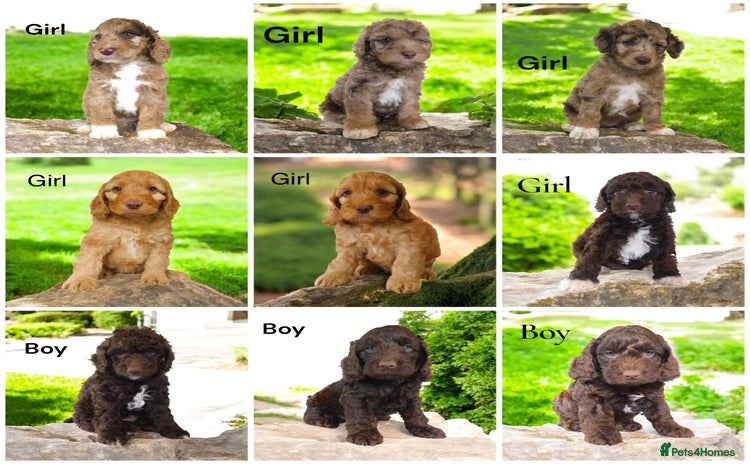 Cockapoo dogs - Advert 4