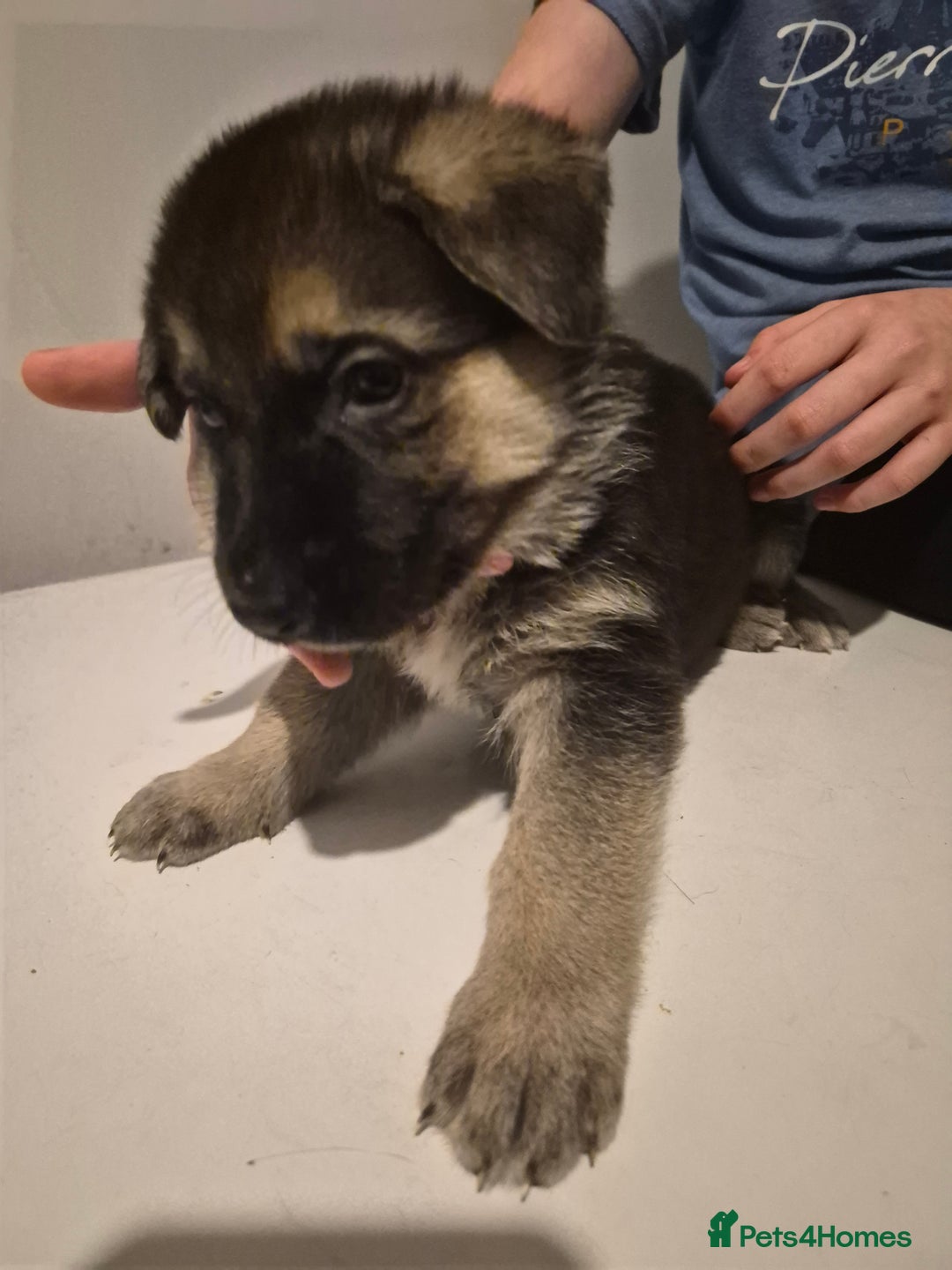 German Shepherd dogs for sale: 8 beautiful GSD puppies for sale  - Advert 24
