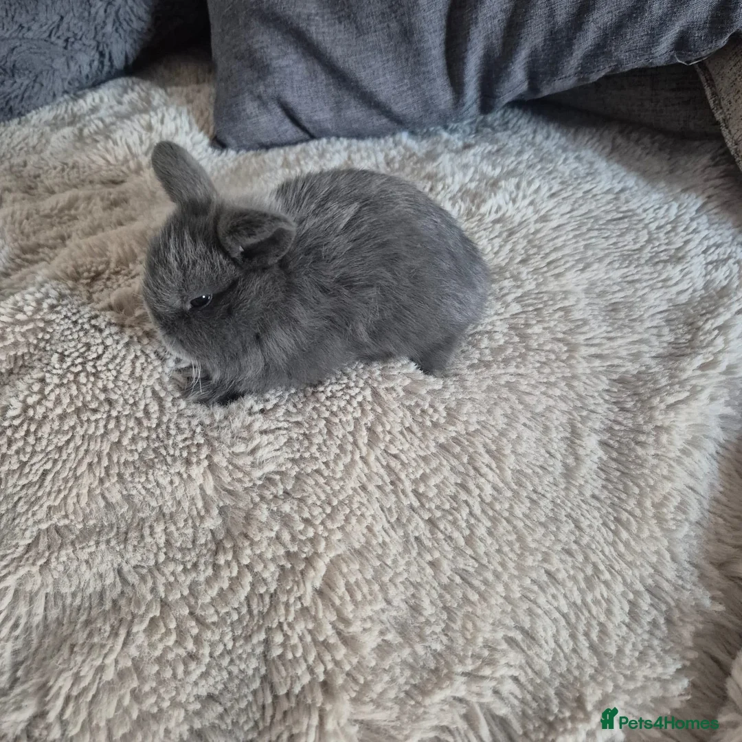 Mini Lop rabbits for sale: Purebred Mini Lop Rabbits Available Soon 🐰 - Advert 2