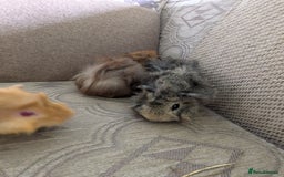 Guinea Pig rodents for sale: Guinea pig babies for sale  - Image 15