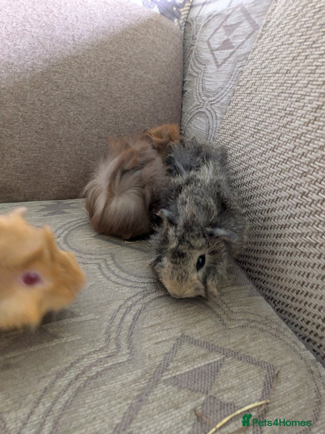 Guinea Pig rodents for sale: Guinea pig babies for sale  - Image 15