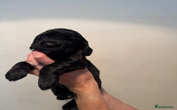 Cocker Spaniel dogs for sale: Cocker Spaniel puppies - Image 6