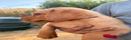 Labrador Retriever dogs for sale: Fox red labs  - Advert 5