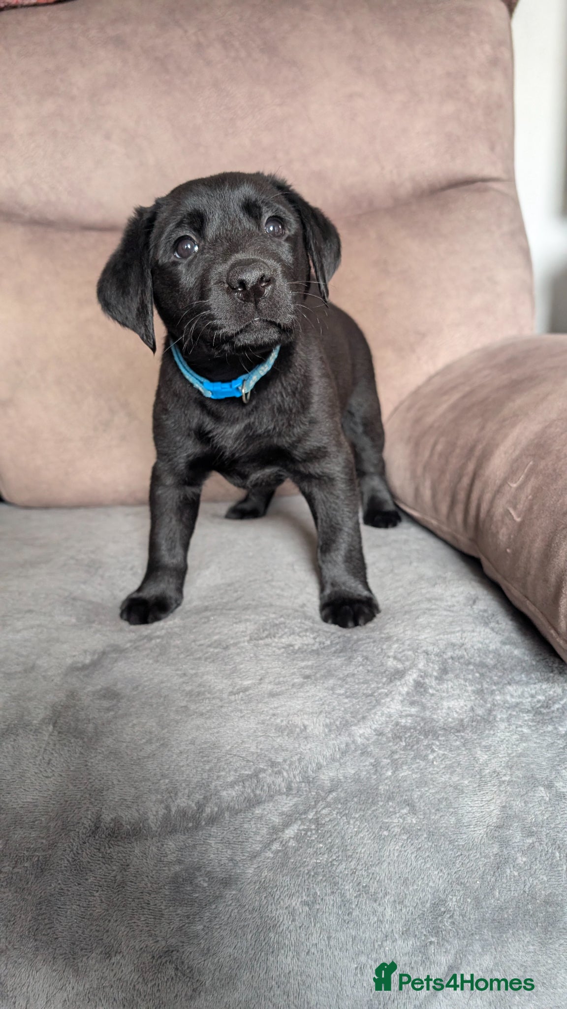 Labrador Retriever dogs Gorgeous Labrador puppies  - Advert 7