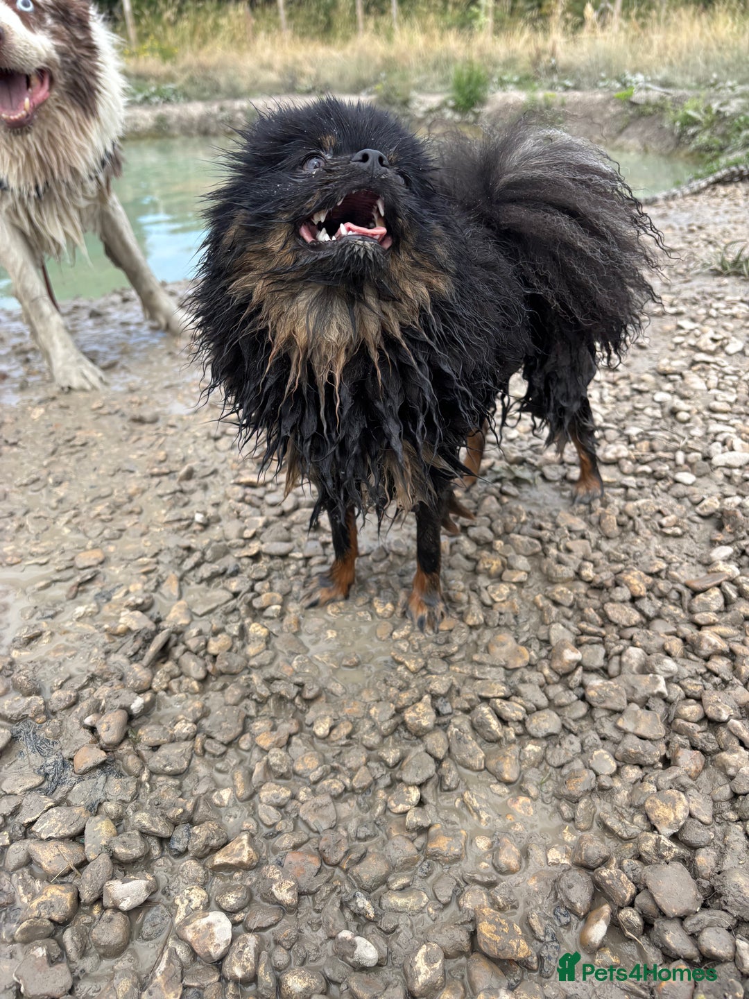 Pomeranian dogs for sale: 1.5 year old female Russian Pomeranian  - Image 2