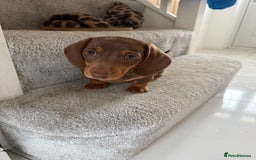 Dachshund dogs for sale: Miniature dachshund  - Image 3