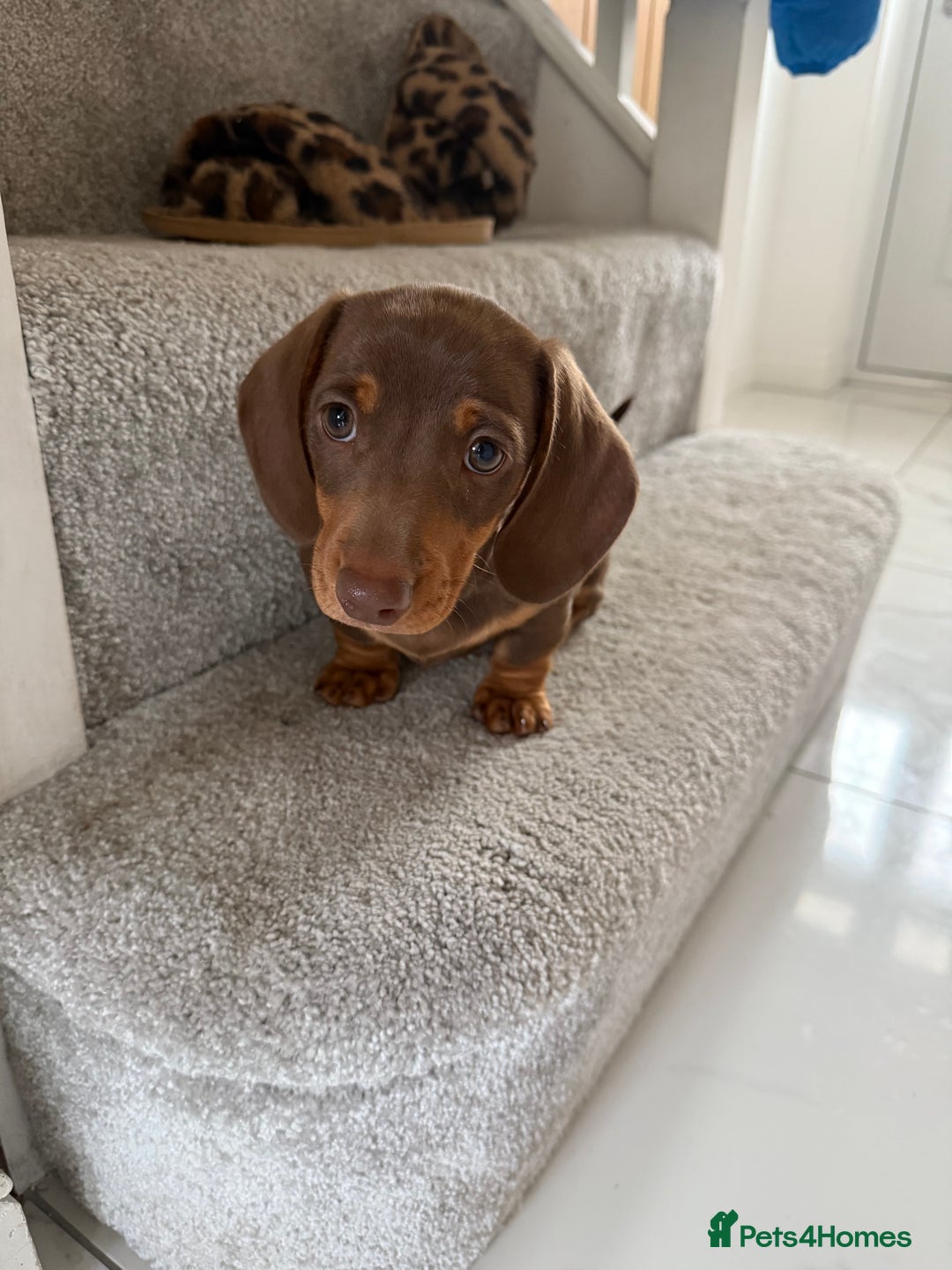 Dachshund dogs for sale: Miniature dachshund  - Image 3