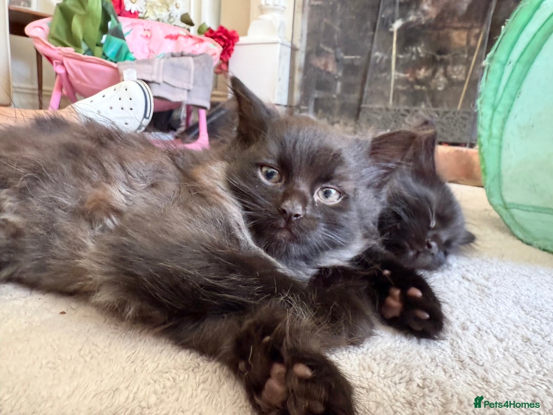 Mixed Breed cats for sale: Beautiful Maine Coon cross kittens - Image 8
