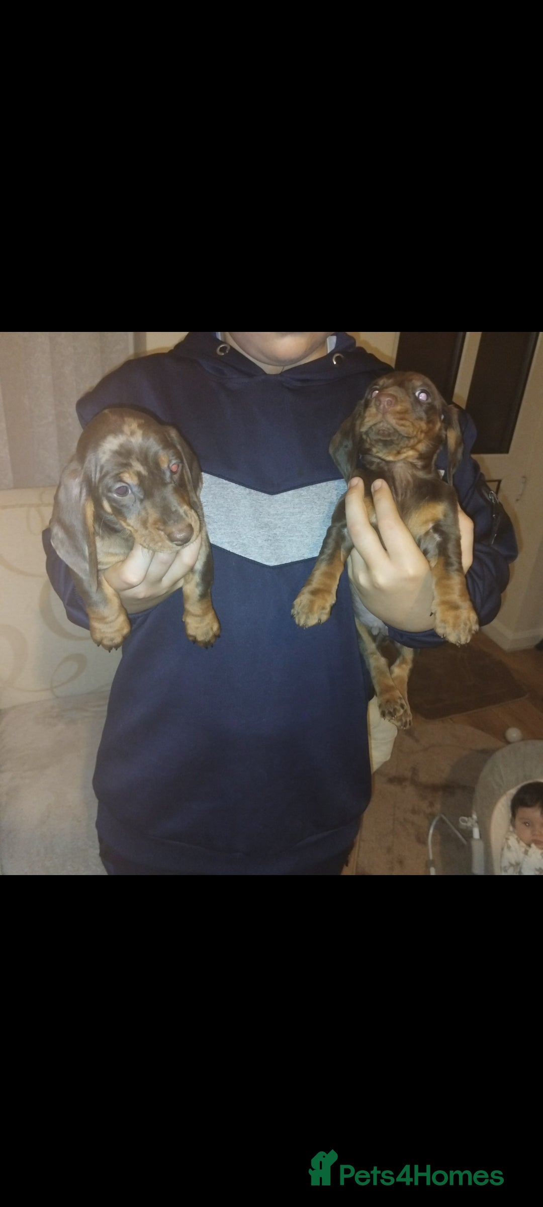 Dachshund dogs for sale: Dachshund puppies - Advert 15