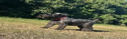 Miniature Schnauzer dogs for sale: Adorable KC registered Miniature Schnauzer Pupps - Advert 4