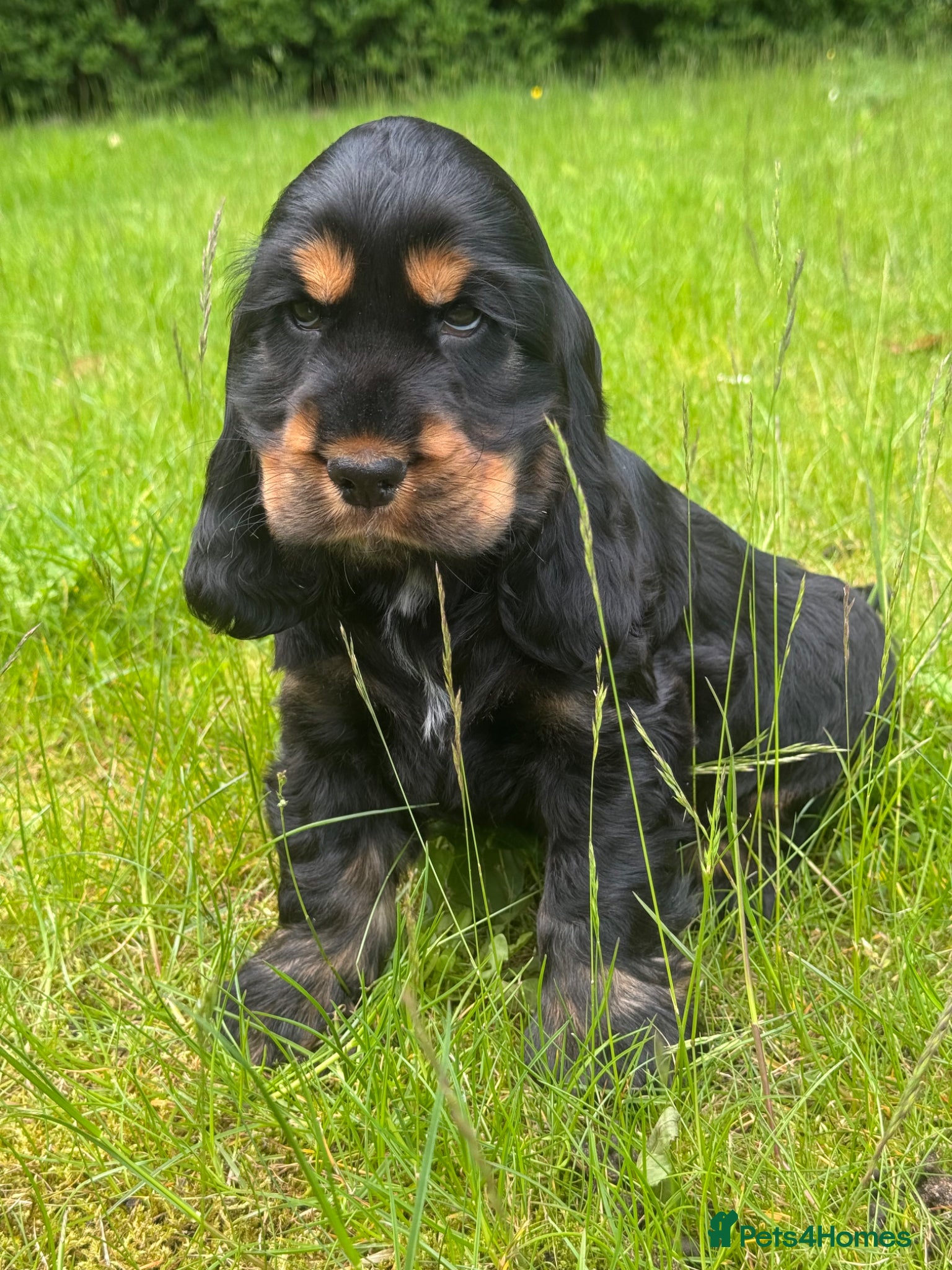 Cocker Spaniel dogs BEAURIUFL KC REG HEALTH TESTER COCKER SPANIELS  - Advert 1