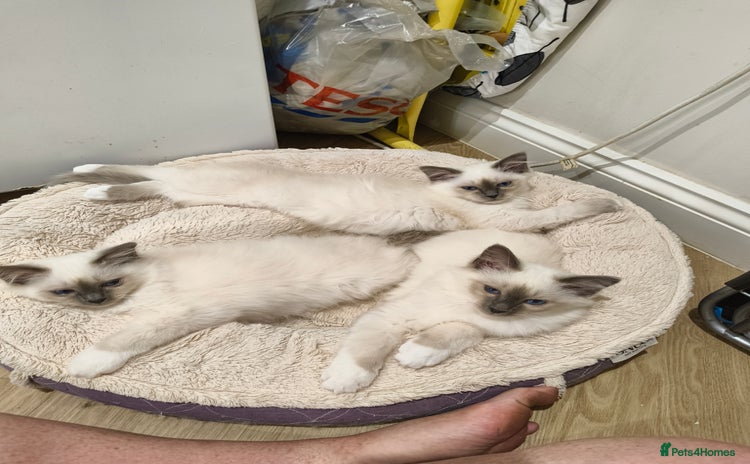 Birman cats - Advert 2