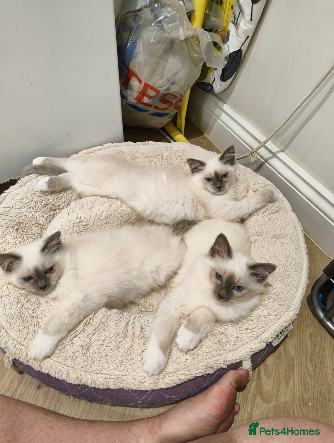 Birman cats for sale: Pedigree Birmans kittens for sale - Image 1