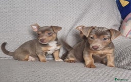 Jack Russell dogs for sale: Miniature jack Russell's only 3 available now - Image 17