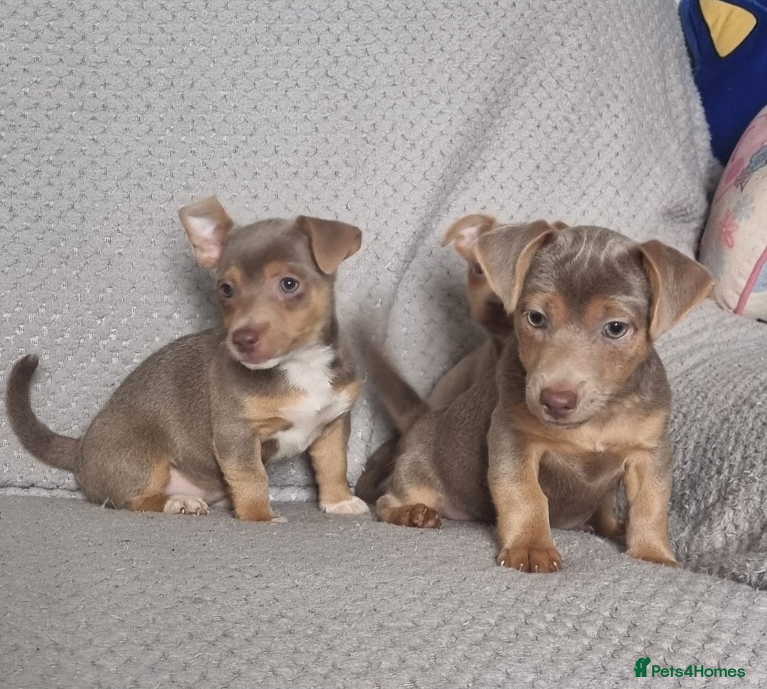 Jack Russell dogs for sale: Miniature jack Russell's only 3 available now - Image 17