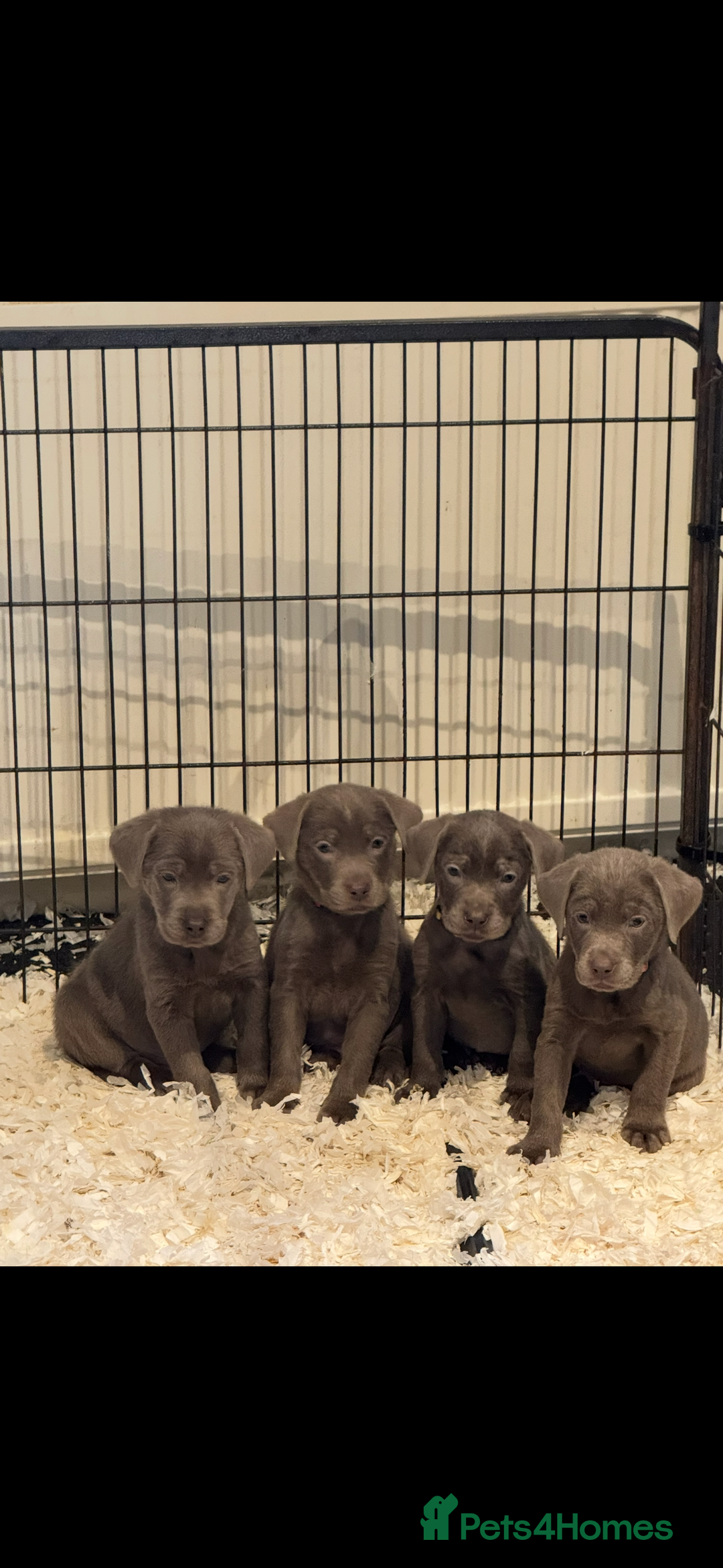 Labrador Retriever dogs for sale: STUNNING SILVER LABRADOR PUPS - Advert 6