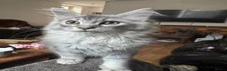 Maine Coon cats for sale: Champion Maine coon girl 💖 - Advert 6