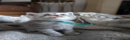 British Shorthair cats for sale: Full British shorthairs  - Advert 13
