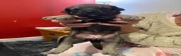 Mixed Breed dogs for sale: Rottweiler Cross Puppies.  - Advert 8