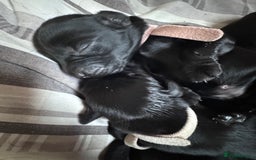 Flat coated Retriever dogs for sale: Flat coat Retriever puppies  - Image 3