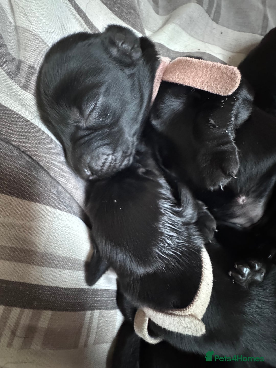 Flat coated Retriever dogs for sale: Flat coat Retriever puppies  - Image 3