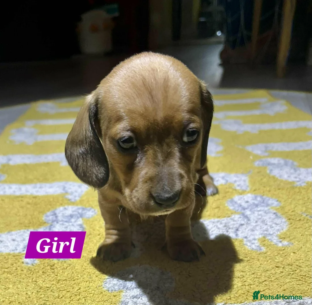 Miniature Dachshund dogs for sale: Mini Dachshund pups  - Advert 6