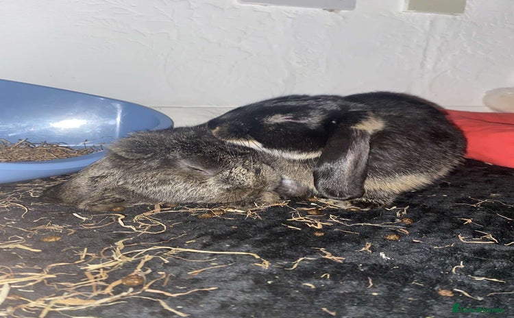 Mini Lop rabbits - Advert 14