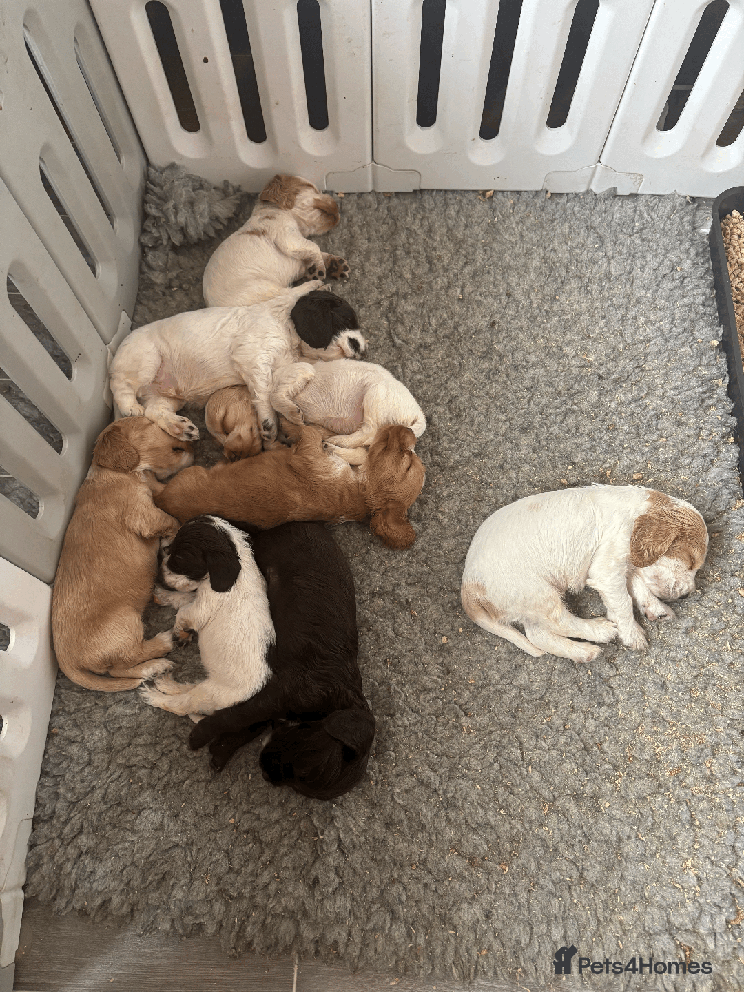 Cocker Spaniel dogs for sale: KC Show Type Cocker Spaniel Pups - Family Home  - Image 22