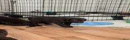 Flat coated Retriever dogs for sale: KC registered flat coated retriever puppies  - Advert 3