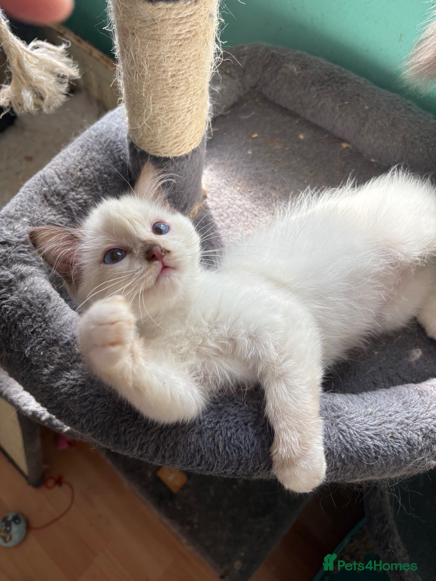 Ragdoll cats 🐾 Boys ready now  💙🐾 - Advert 1