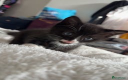 Domestic Shorthair cats for sale: Kittens  - Image 9