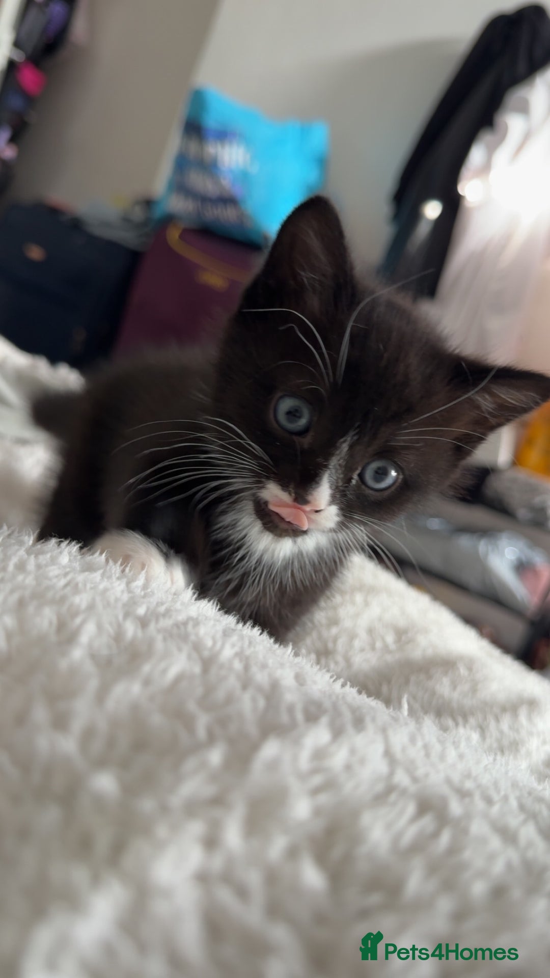Domestic Shorthair cats for sale: Kittens  - Image 9