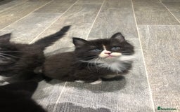 Domestic Shorthair cats for sale: 5 Beautiful kittens for sale  - Image 7