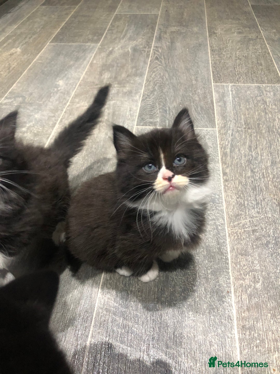 Domestic Shorthair cats for sale: 5 Beautiful kittens for sale  - Image 7