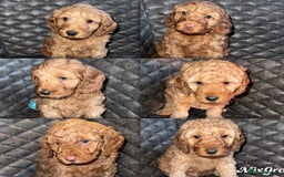 Cockapoo dogs for sale: 6 cockapoo F1 puppies seeking their forever homes - Advert 1