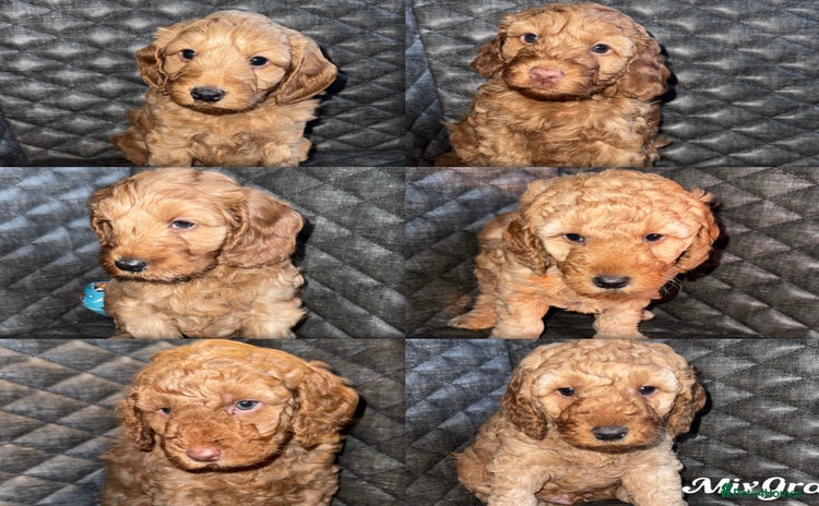 Cockapoo dogs 6 cockapoo F1 puppies seeking their forever homes - Advert 1