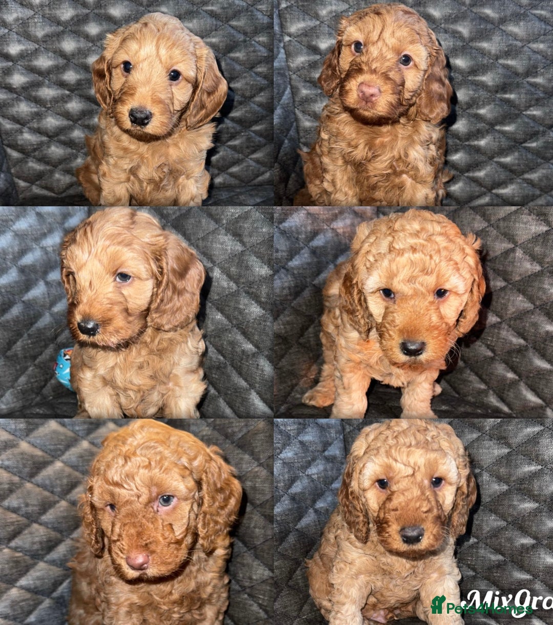 Cockapoo dogs for sale: 6 cockapoo F1 puppies seeking their forever homes - Advert 1